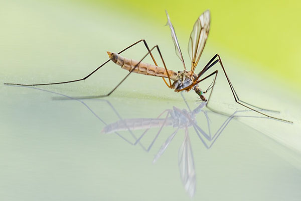 Pest Control – Protect Your Property And Home